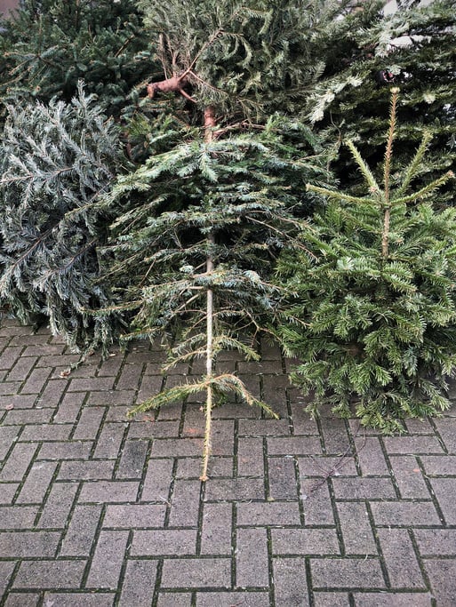 Discarded Christmas Trees Piled on Pavement for Garbage Removal